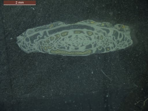 Triticites primarius
