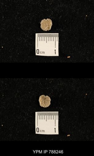 undet. Brachiopoda