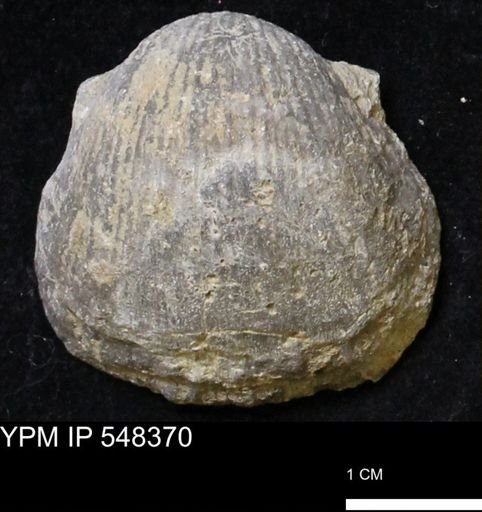 Stropheodonta navalis