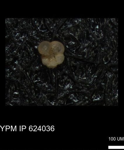 undet. Rugoglobigerinidae