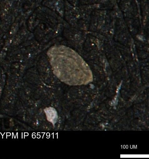 Spirolocammina planula