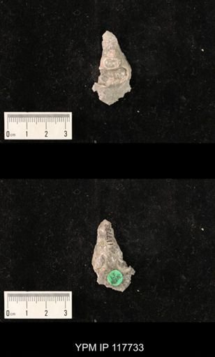 undet. Gastropoda