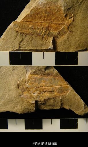 Archaeoconularia sp.