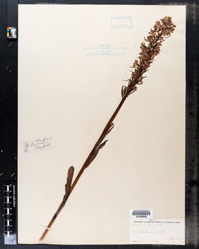Habenaria psycodes
