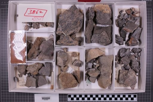 mixed taxa, stratigraphic collection