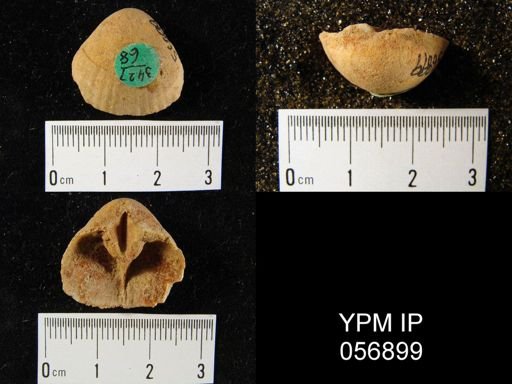 Gypidula sp.
