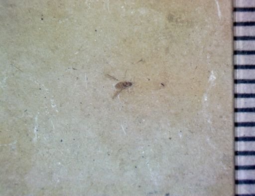 undet. Diptera