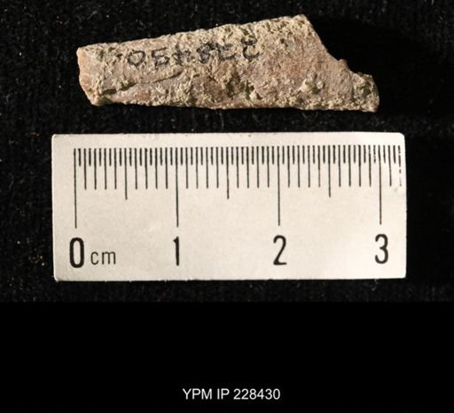 Pseudorthoceras knoxense