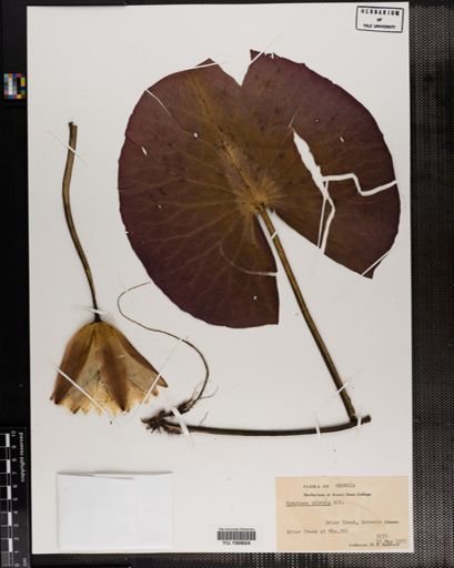 Plantae