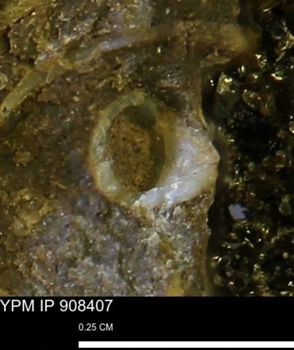 undet. Scaphopoda
