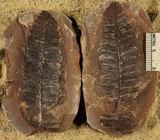 Pecopteris miltoni