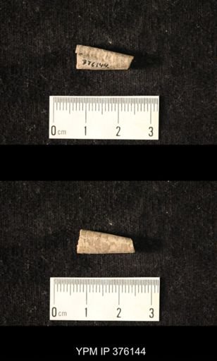 Pseudorthoceras knoxense