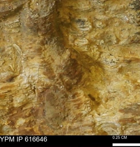 Teredo sp.