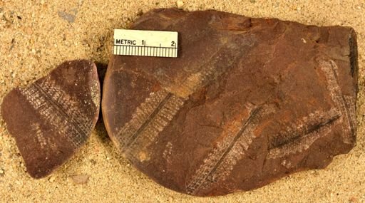 Pecopteris