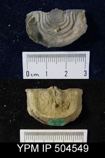 Leptaena rhomboidalis