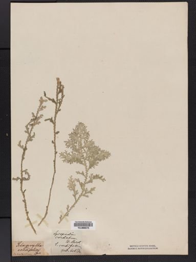 Selaginella