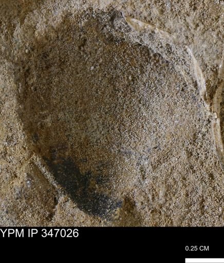 undet. Bivalvia