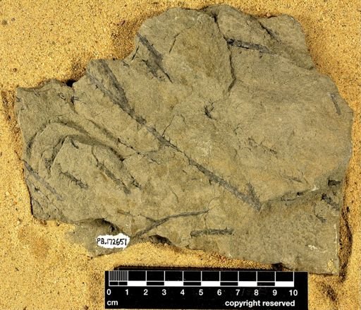 Sawdonia ornata