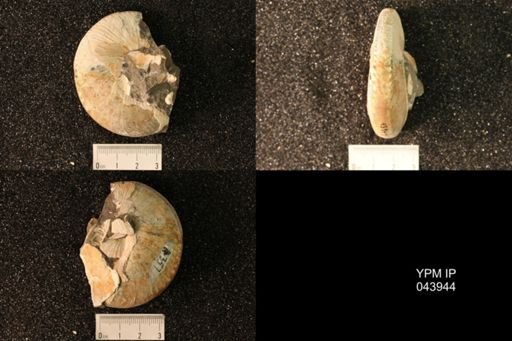 Hoploscaphites nicolletii
