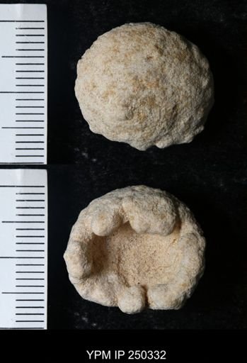 undet. Gastropoda