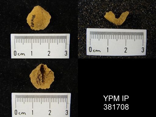 Meristella sp.