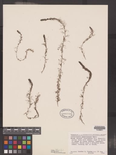 Utricularia geminiscapa