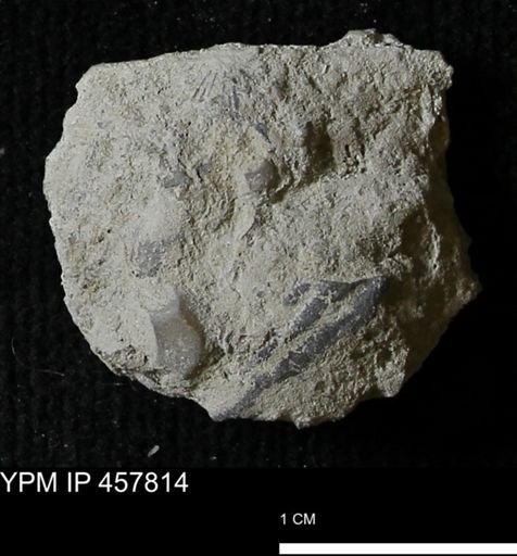 Strophodonta sp.