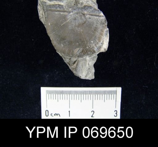 Strophomena fluctuosa