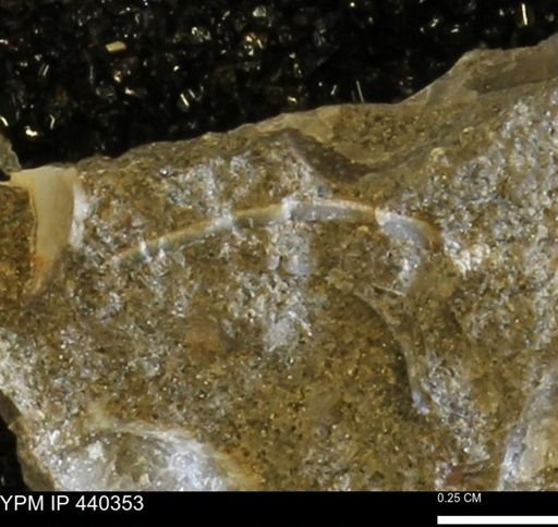 undet. Bivalvia