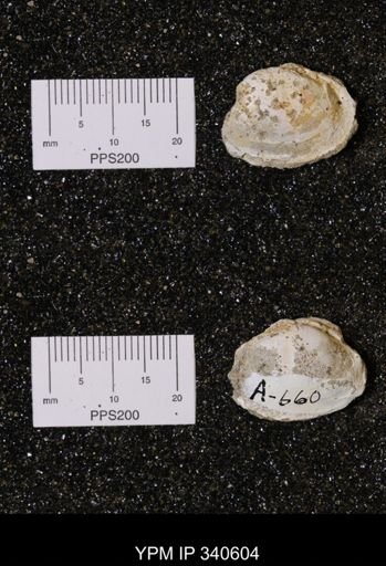 Corbicula sp.
