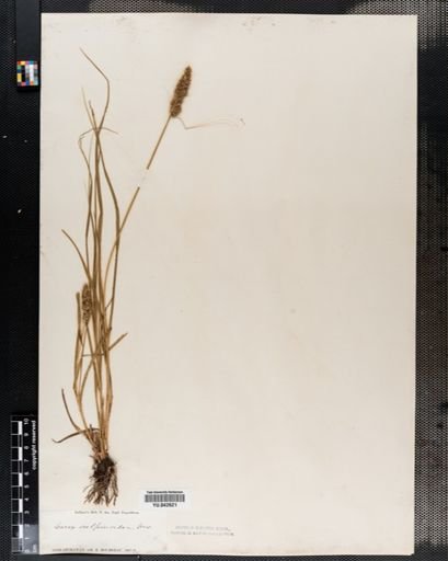 Carex vulpinoidea