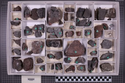 mixed taxa, stratigraphic collection