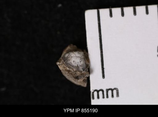 Protocardia subquadrata