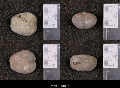 Enallaster texanus