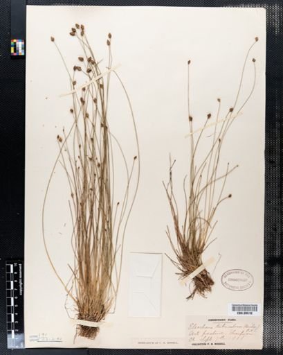 Eleocharis tuberculosa