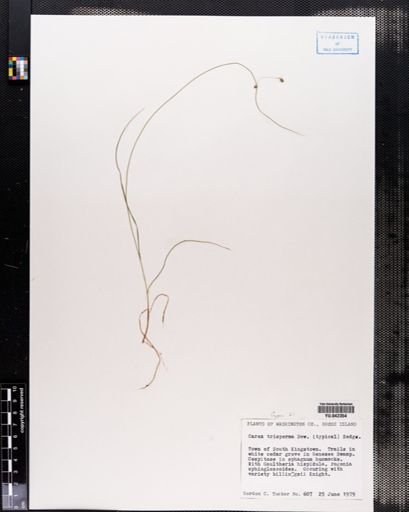 Carex trisperma