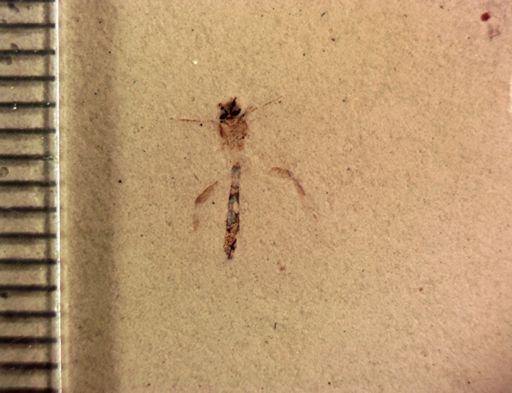 undet. Hymenoptera