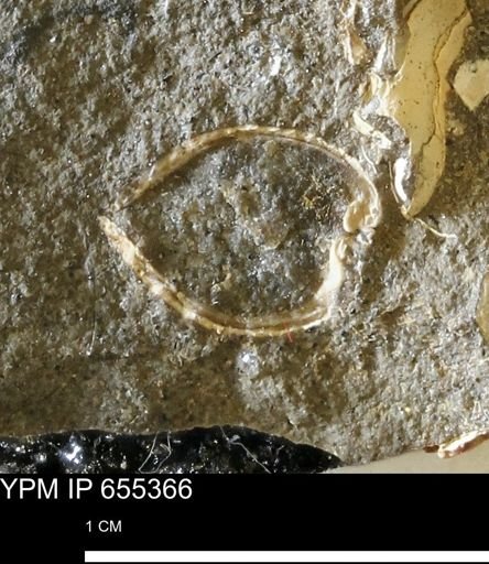 undet. Bivalvia