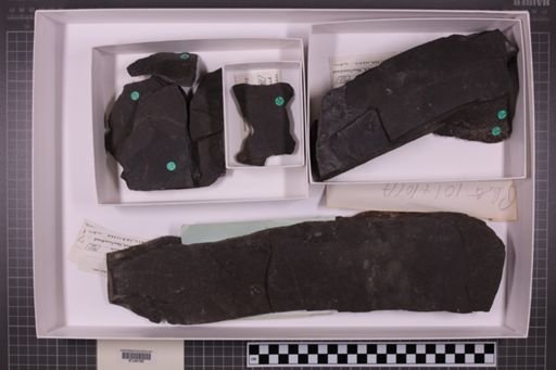 mixed taxa, stratigraphic collection