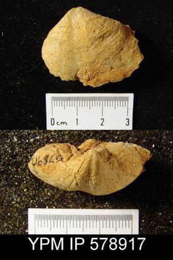 Reticularia pseudolineata