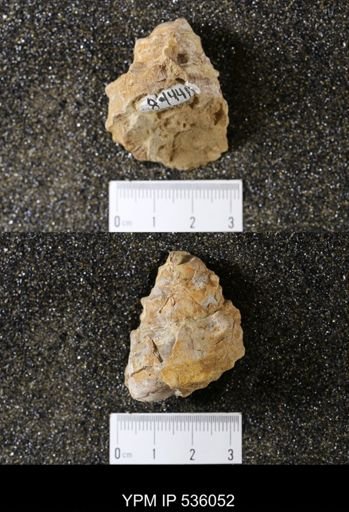 Tulotoma thompsoni