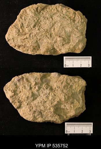 undet. Fenestellidae; crinoid fragments and