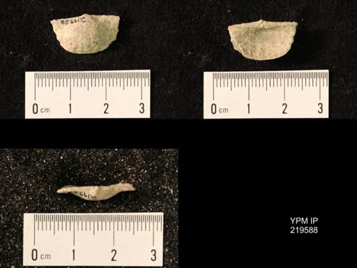 Chonetes granulifer