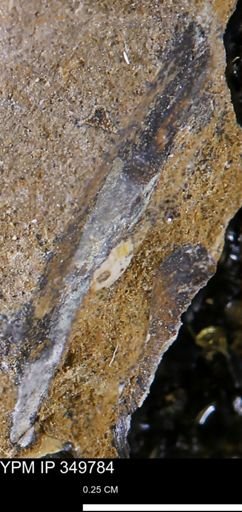 undet. Mollusca