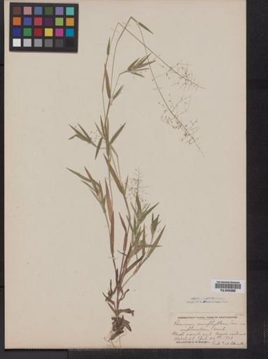 Panicum implicatum