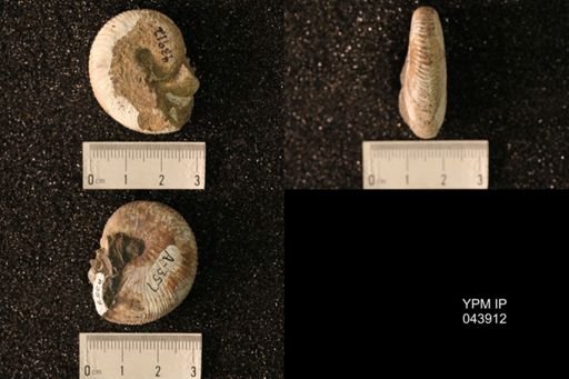 Hoploscaphites nicolletii