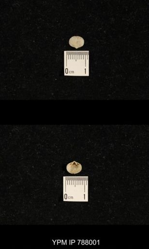 Brachiopoda