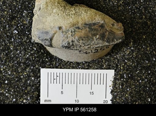 undet. Astacidea