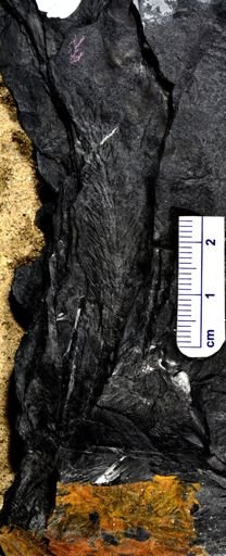 Asterophyllites sp.