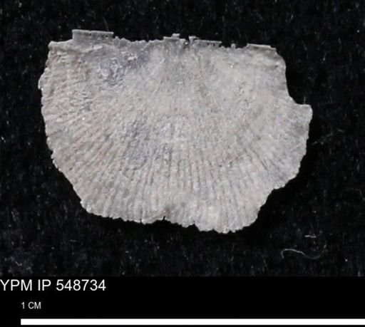 Stropheodonta perplana